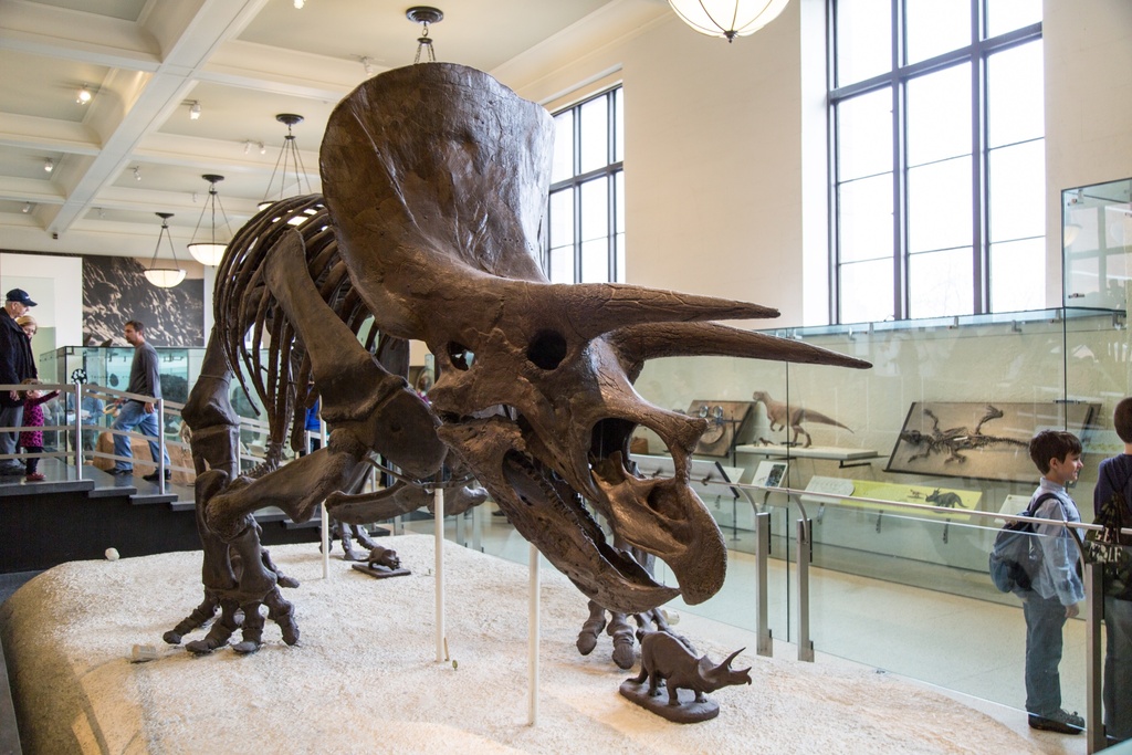 Natural History Exhibit