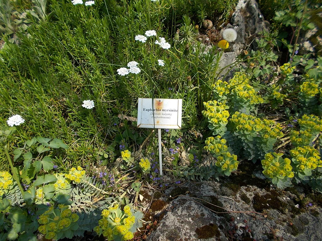 Budai Arborétum. Felső kert. Délszaki kutyatej (Euphorbia myrsinites). - Budapest