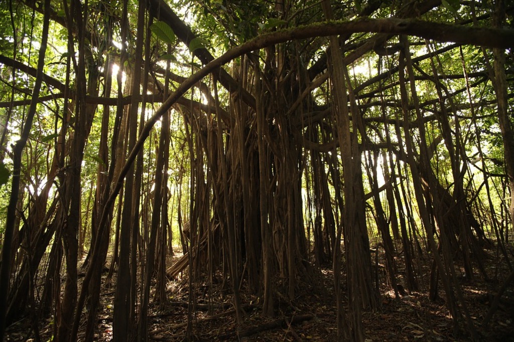 Amazon Forest