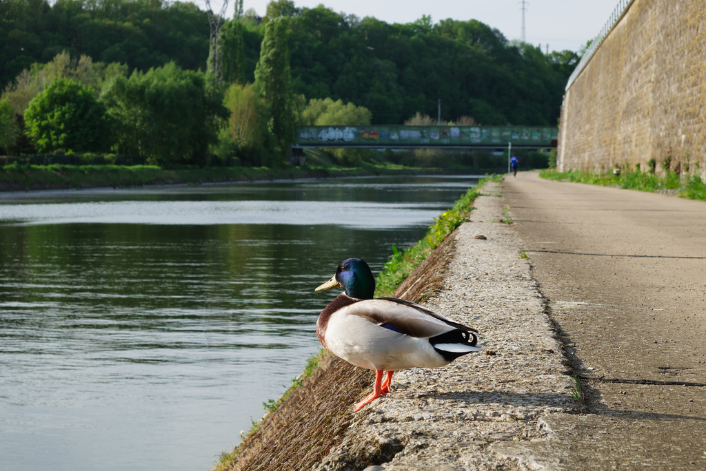 Duck along the Sambre river in Namur, Belgium