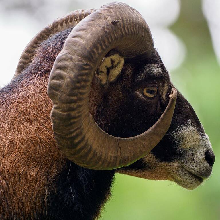 things to do in genk | limberg zoo