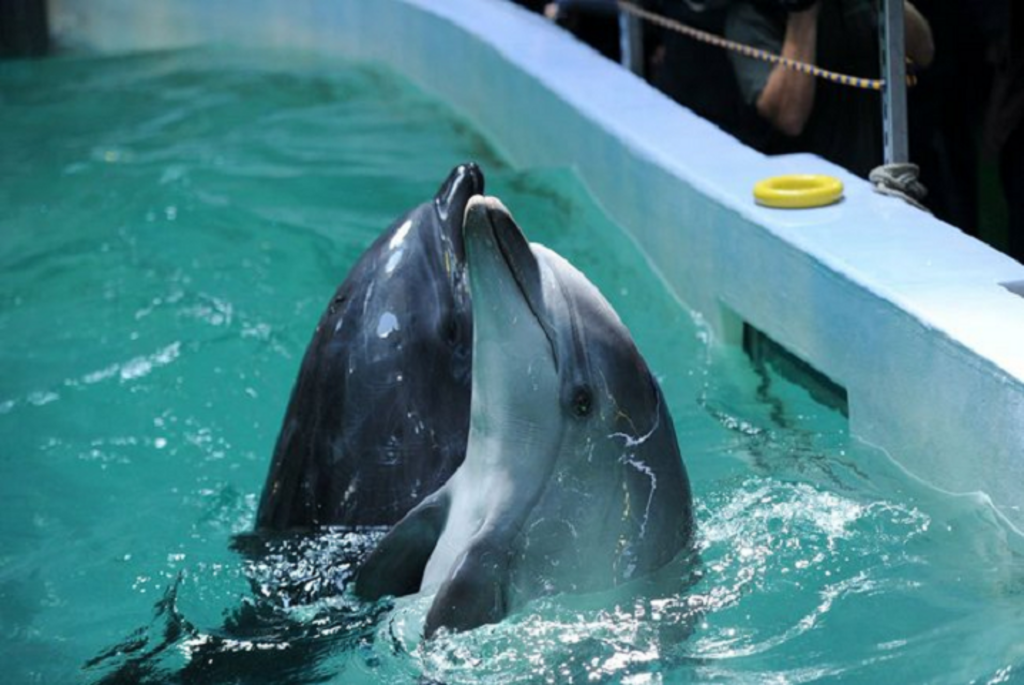 Oceanarium at Russky Island, Vladivostok