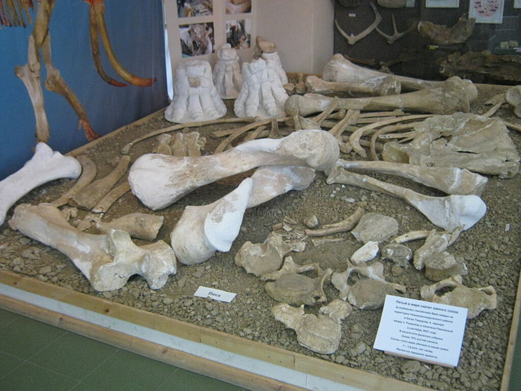 Mammuthus meridionalis in a museum of Stavropol (2 skeleton)