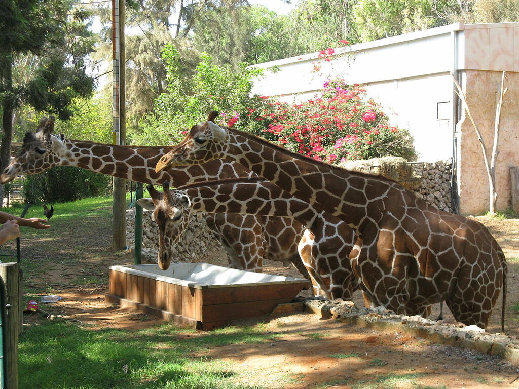 Giraffas in Ramat-Gan Safari