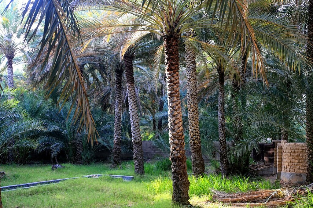 Al Ain Oasis View