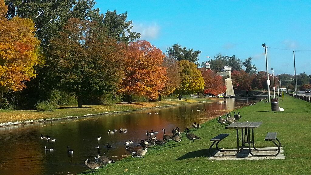 Peterborough Lift Lock, in background. This is the Trent Canal leading to the Locks. Ducks and thousands of people visit here yearly,