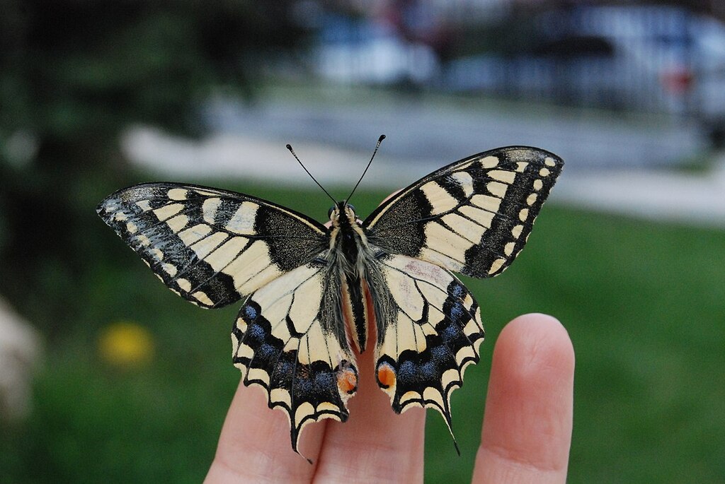 Butterfly