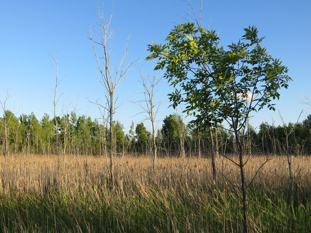 Collingwood Trails, Canada, June 2014