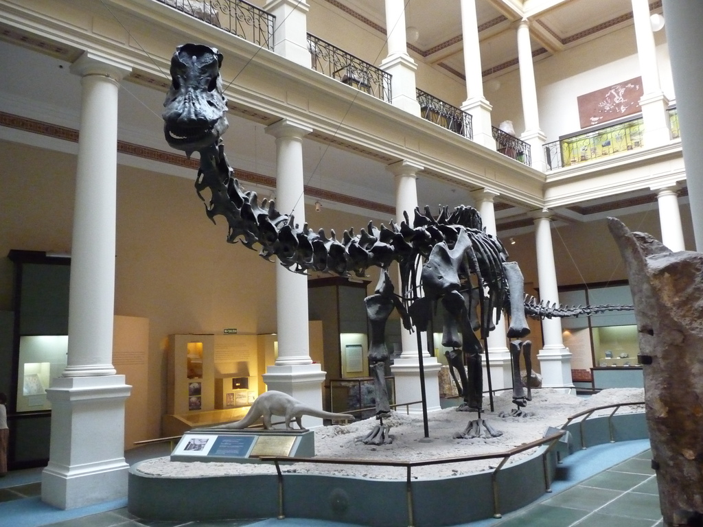 Calco de Diplodocus Museo Ciencias Naturales La Plata