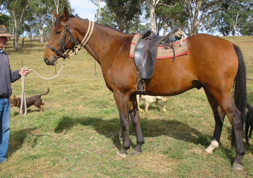 Stock Horse ready for work