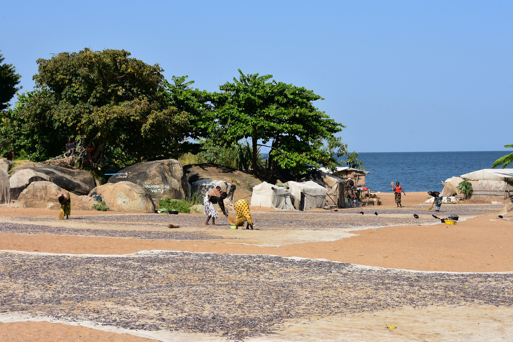 Drying of sardines on an island in Lake Victoria, Tanzania (2)