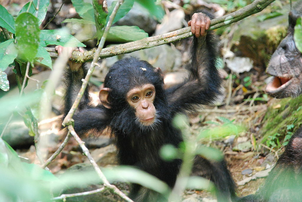 Eastern chimpanzee baby