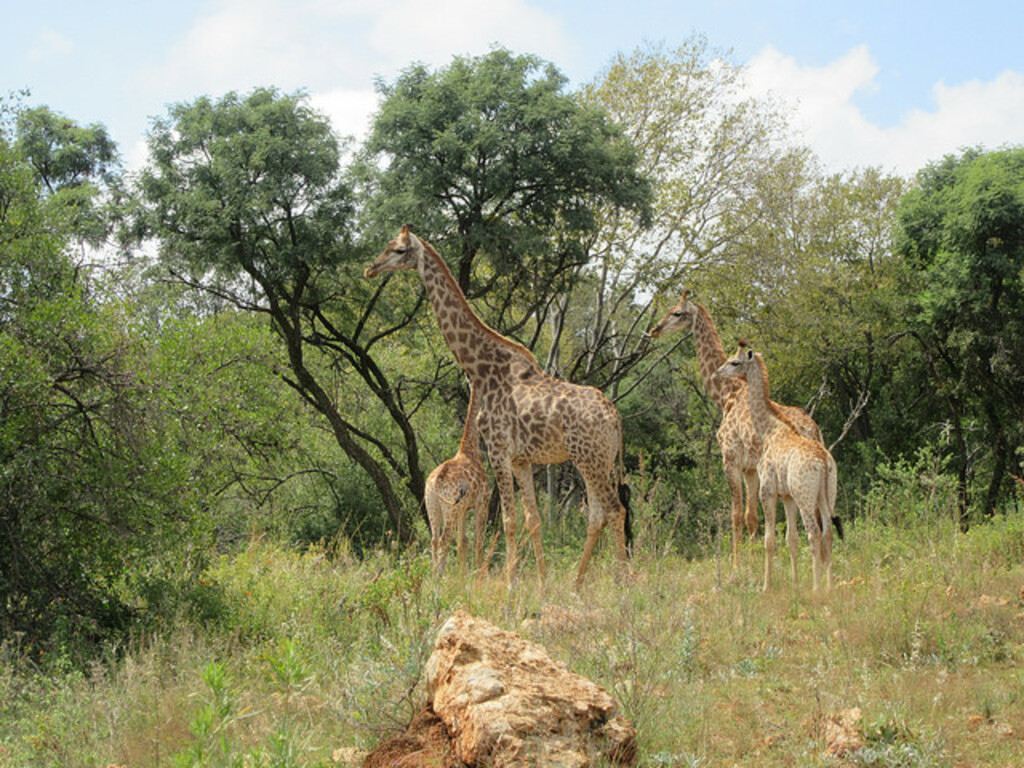 Giraffes from the walking trail Groenkloof Nature Reserve Pretoria South Africa