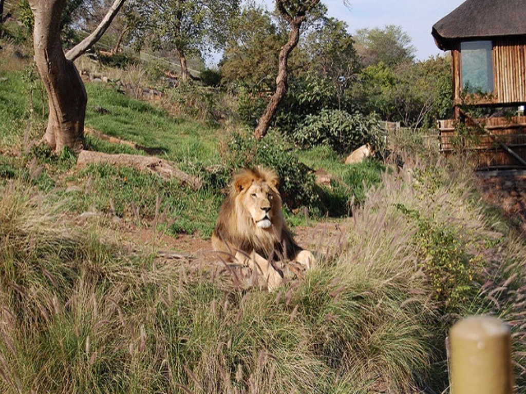 Lion, Pretoria Zoo