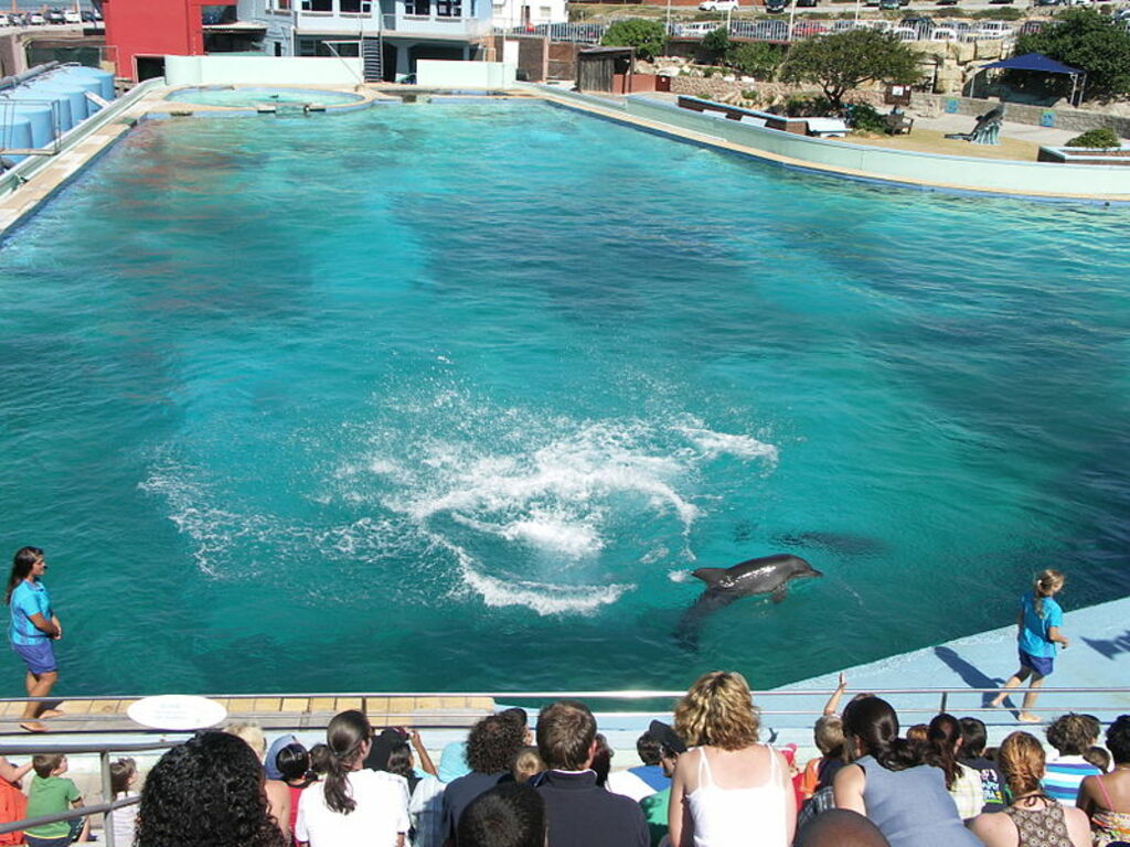 Bayworld-dolphins-001