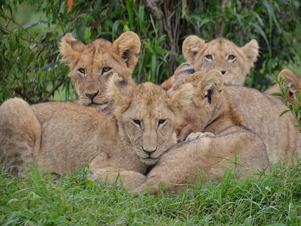 Seaview Predator Park