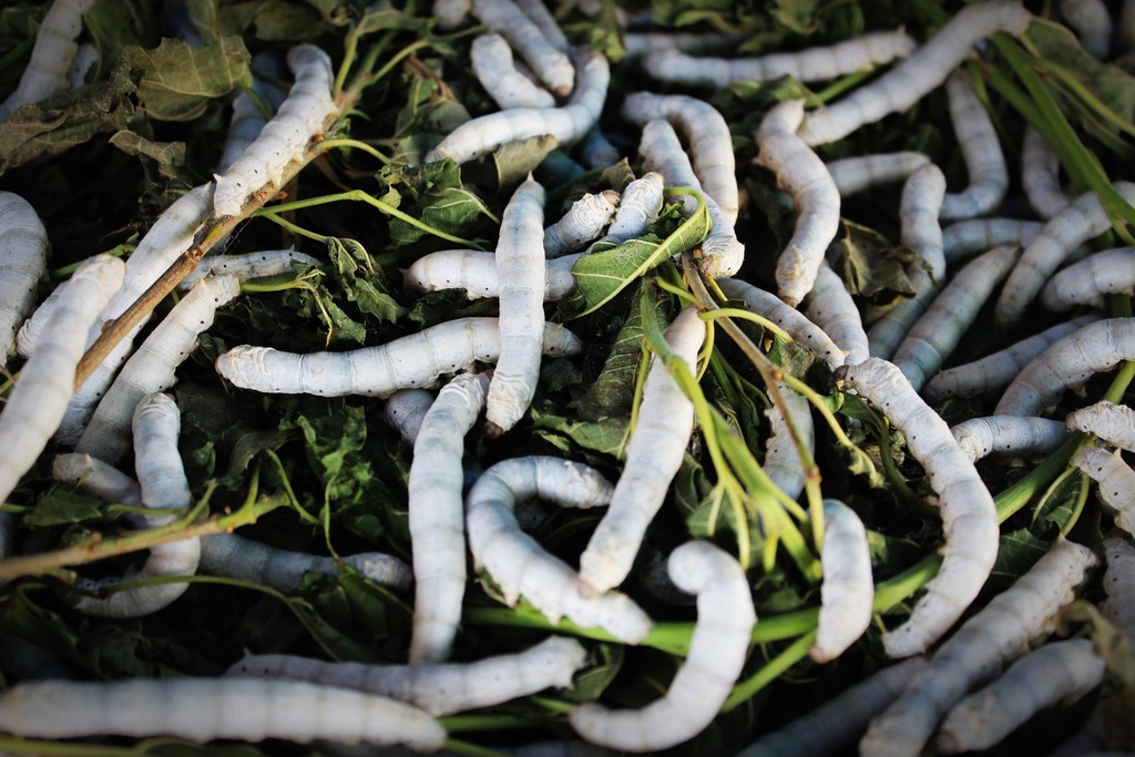 Sericulture