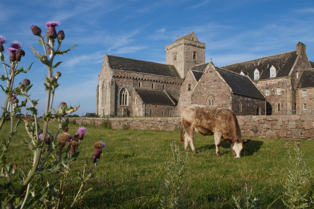 Cow in front of the Abbey, Iona, with thistle (15064322478)