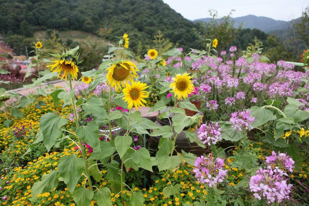 Pocheon-Herb Island