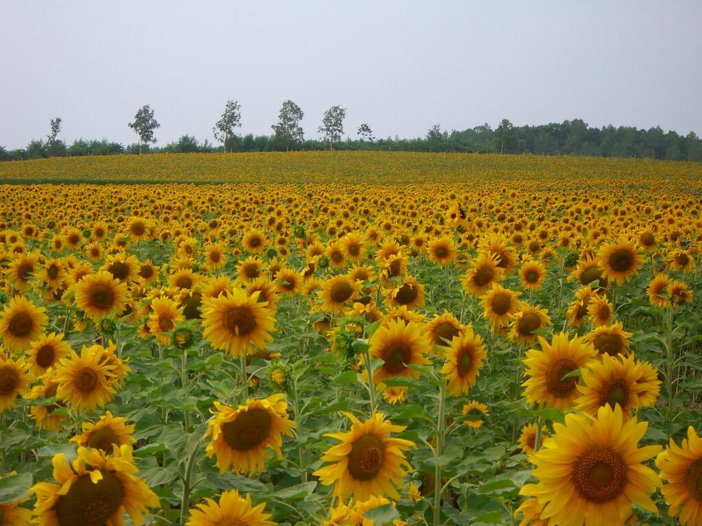 Sunflower field(Hokuryu-tyou) 