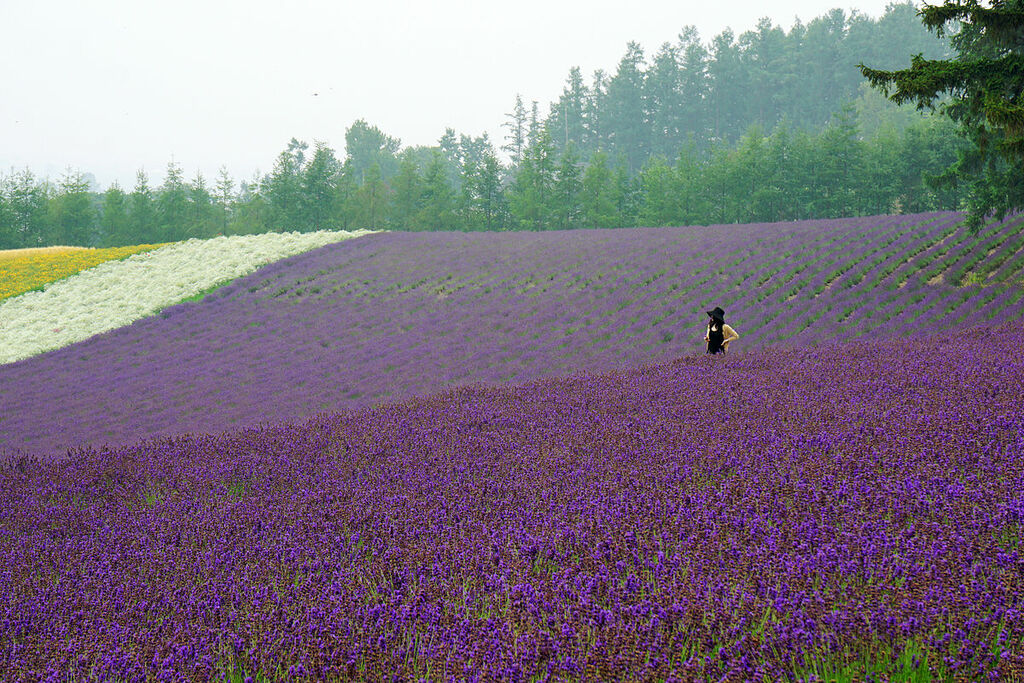  Farm Tomita Nakafurano Hokkaido 
