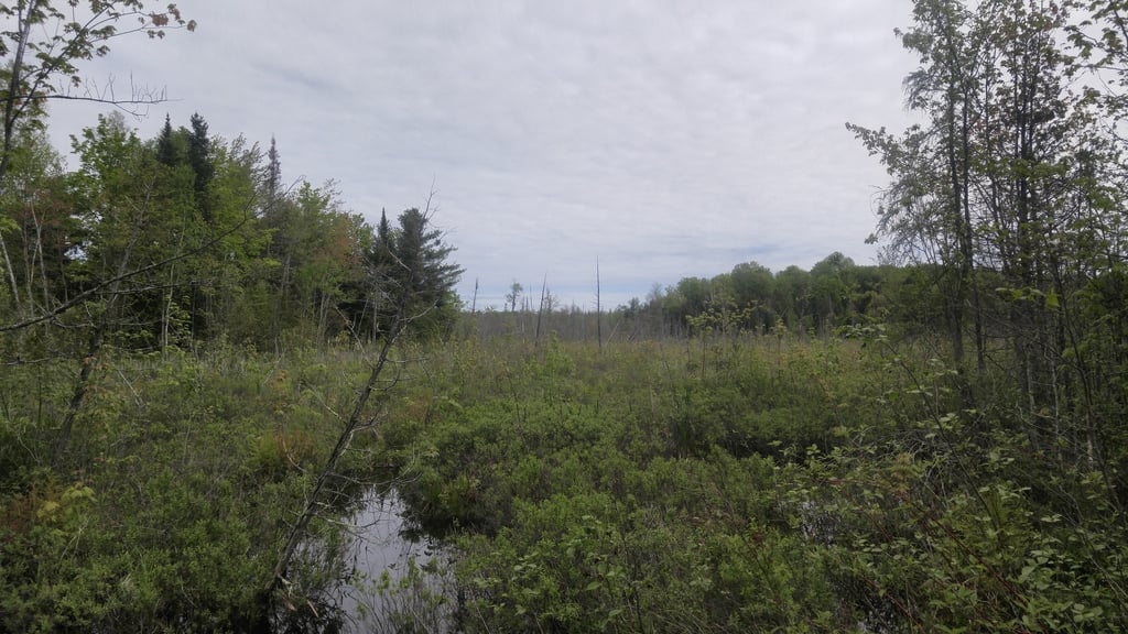Marsh Trail4. Silver Lake Provincial Park, ON