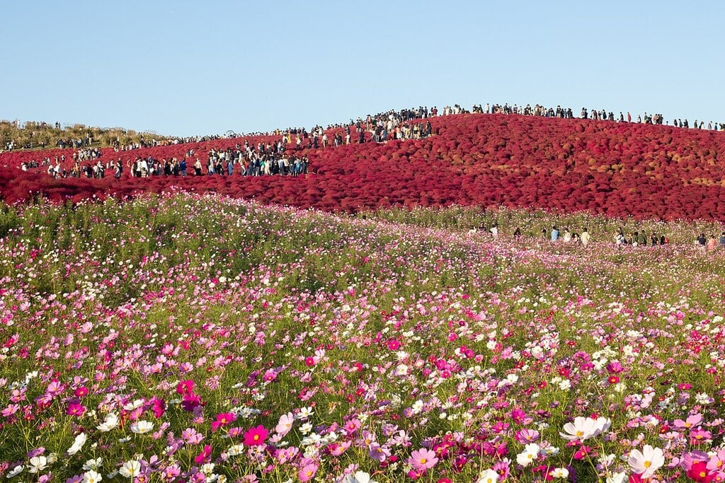 Miharashino Oka (Hitachi Seaside Park) 28