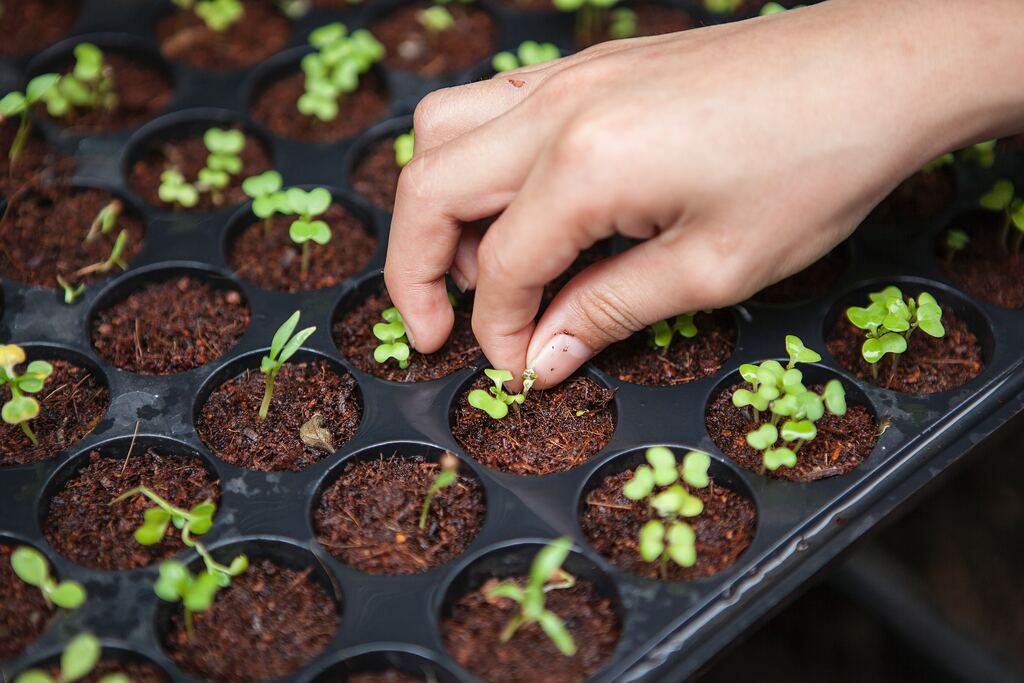 farm to table restaurants in denver | sustainable is the new trend