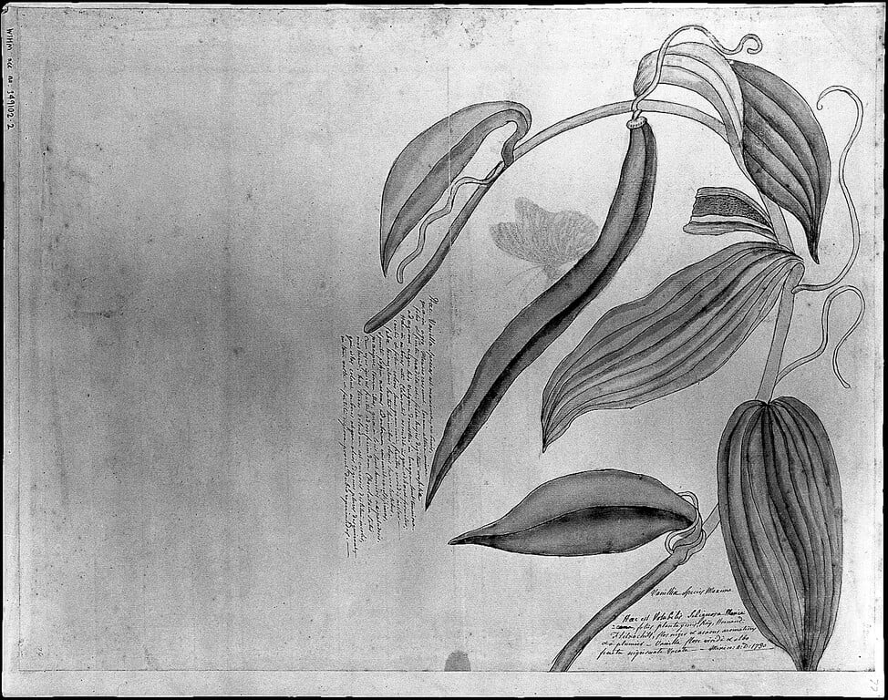 <div class="fn">
Leaves and fruit of a kind of Mexican vanilla. Drawing by Th</div>