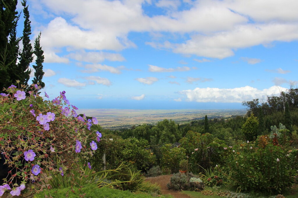 Ali'i Kula Lavender Farm