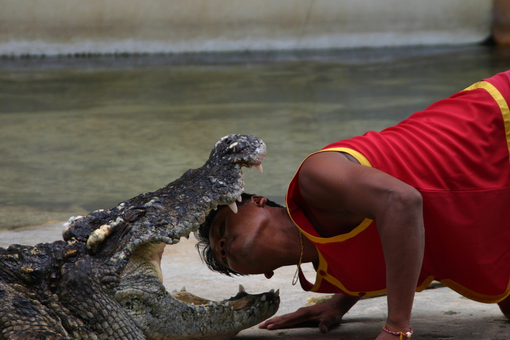 Croc Farm