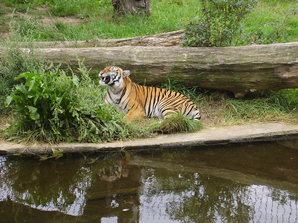 Panthera tigris Prague Zoo