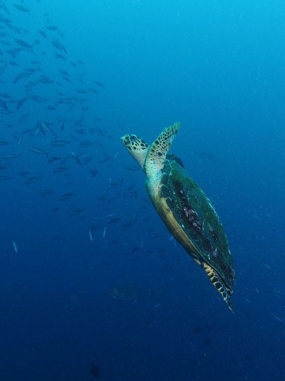 Green sea turtle at Batu Bolong