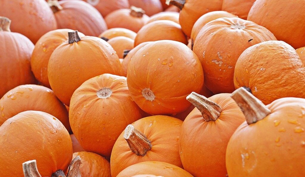 Pumpkin Autumn Food