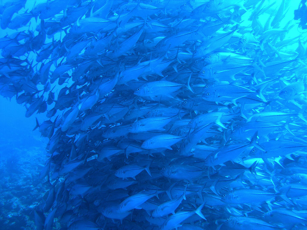 Layang-Layang diving48