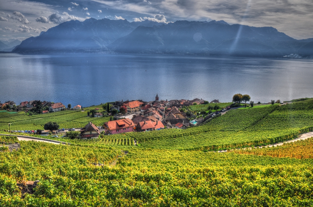 Vignoble de Rivaz