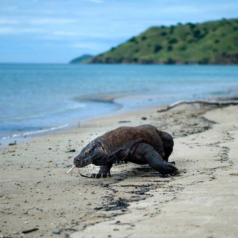 escapade inoubliable: les 10 meilleures choses à faire à flores, en indonésie | rencontrez les dragons du parc national de komodo