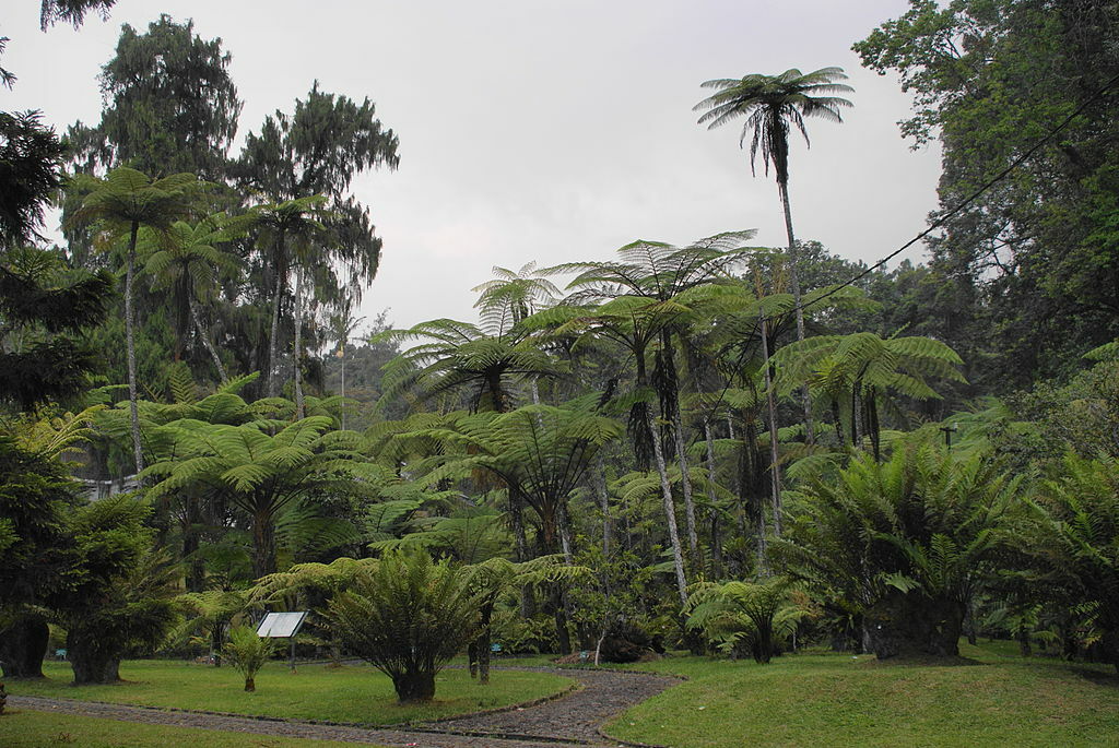 Dicksonia blumei