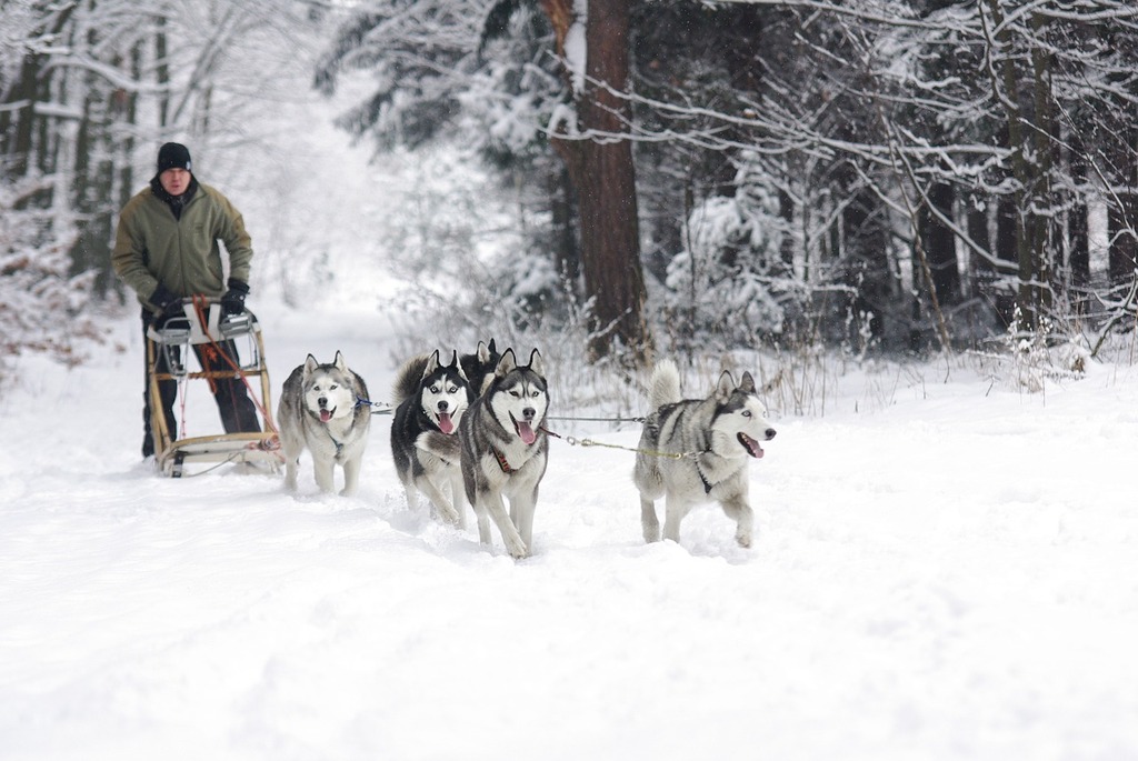 Husky dog sledding