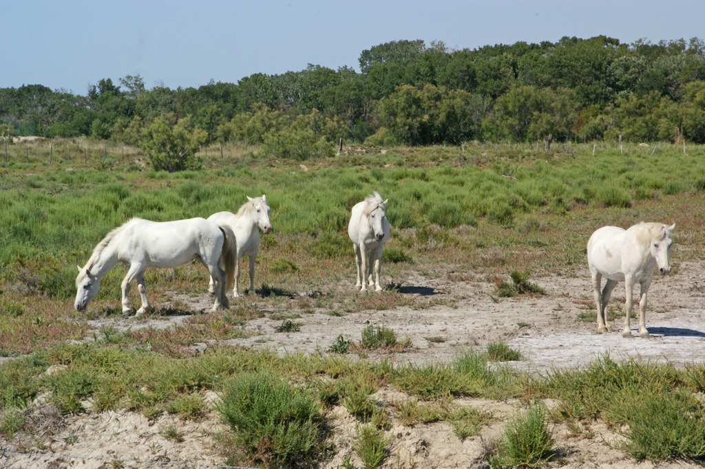 Wild Horses Camargue in France - Frankreich