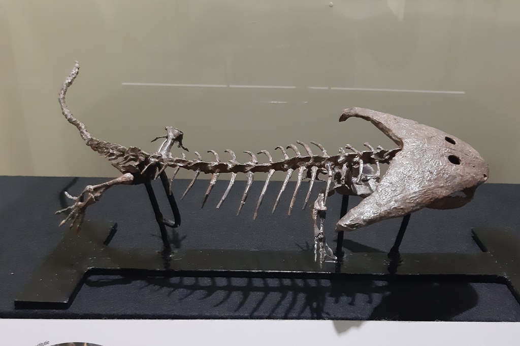 Diplocaulus fossil, in Musée d'Histoire naturelle et Vivarium, Tournai
