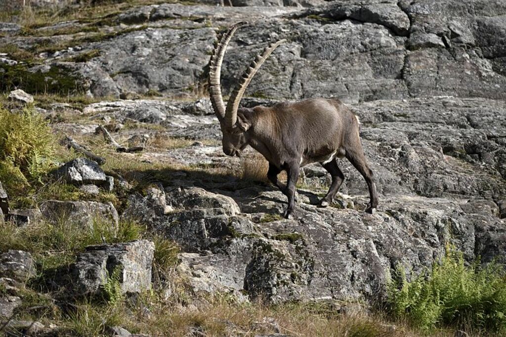 Alpine ibex.1