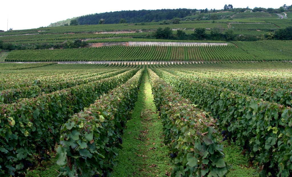 Vineyard in Côte de Beaune, Burgundy