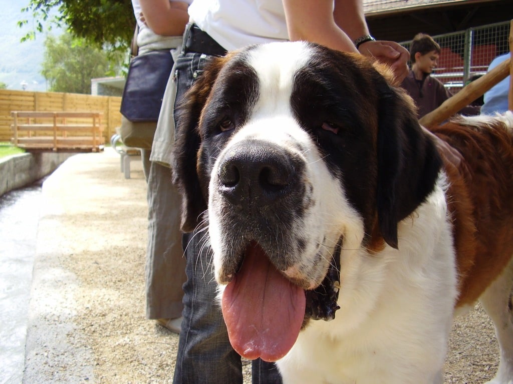 Saint-bernard-musee