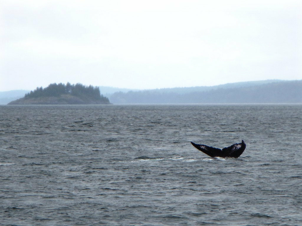 Humpback Whale
