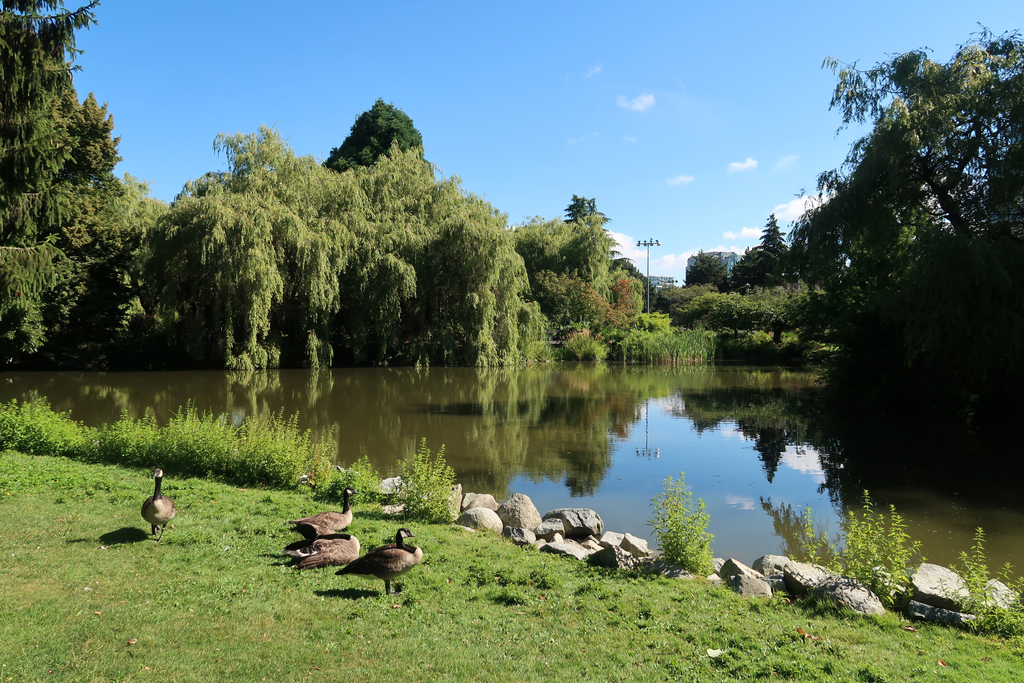 Minoru Park Pond 201807