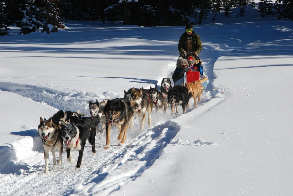 il neige: 20 choses à faire au canada en hiver | monter sur un traîneau à chiens