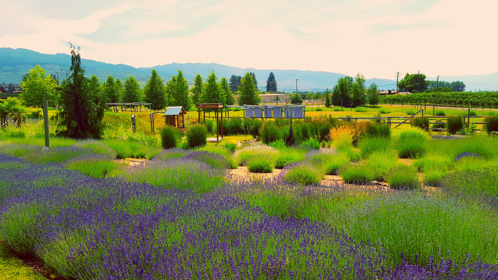 Lavendar Farm Landscape
