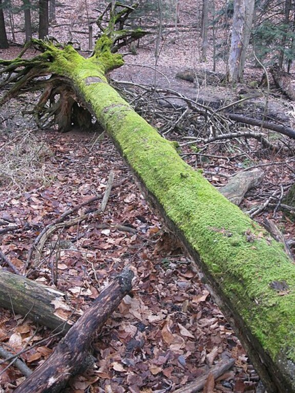 Mossy tree in the Ardagh Bluffs - panoramio