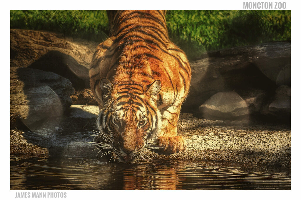 Magnetic Hill Zoo - Moncton, NB